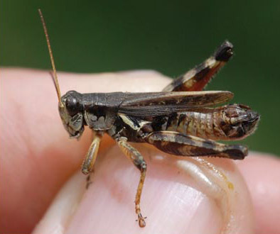 Melanoplus fasciatus (Walker, 1870): male. (Otu).