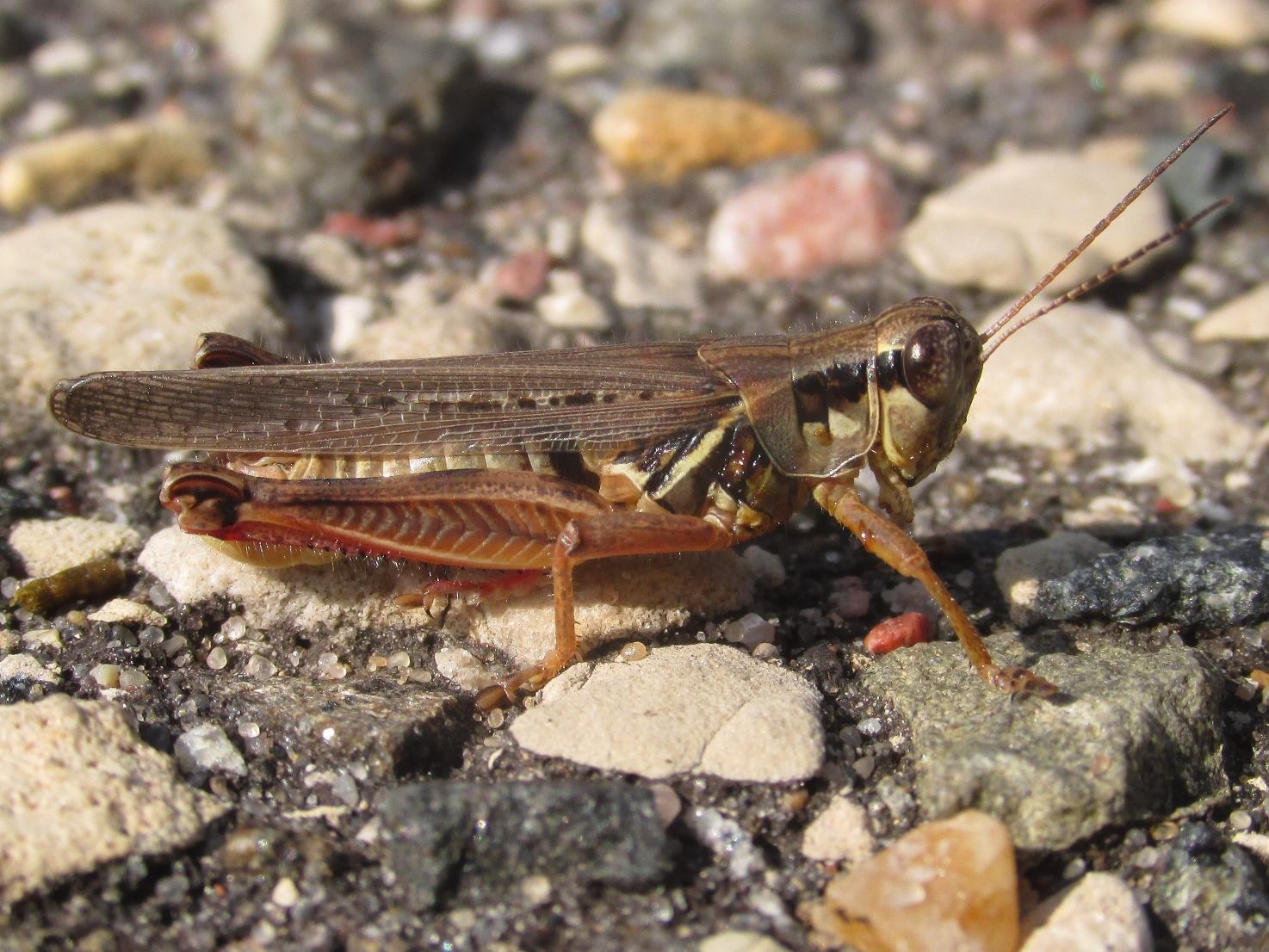 Melanoplus femurrubrum (De Geer, 1773): male (Rabbit Rock Park, about 1.5 miles south of Big Flats, Wisconsin, 22 July 2016). (Otu).