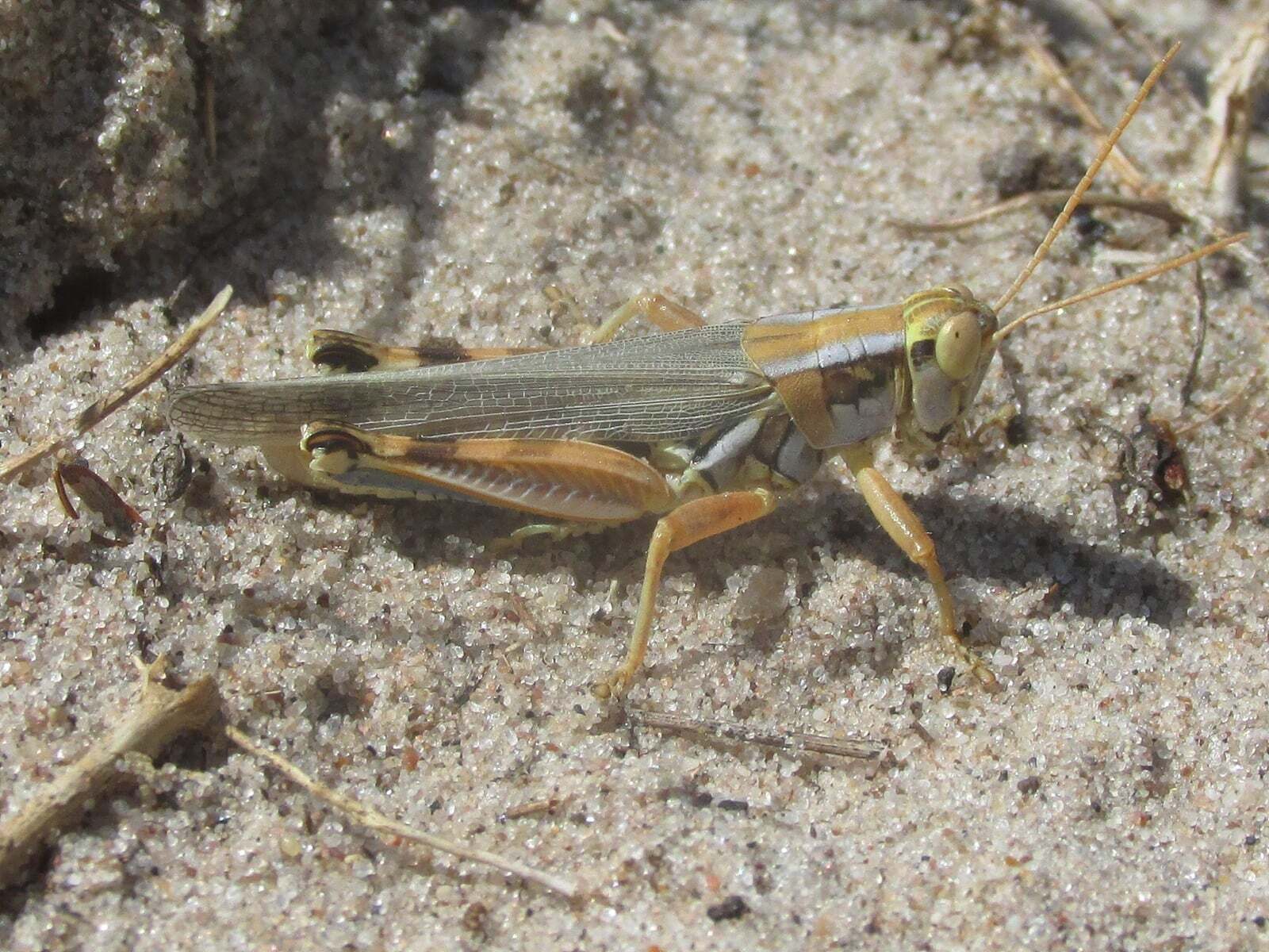 Melanoplus flavidus Scudder, 1878: male (about 4.5 miles east of Ellsworth, Nebraska, 18 July 2020). (Otu).