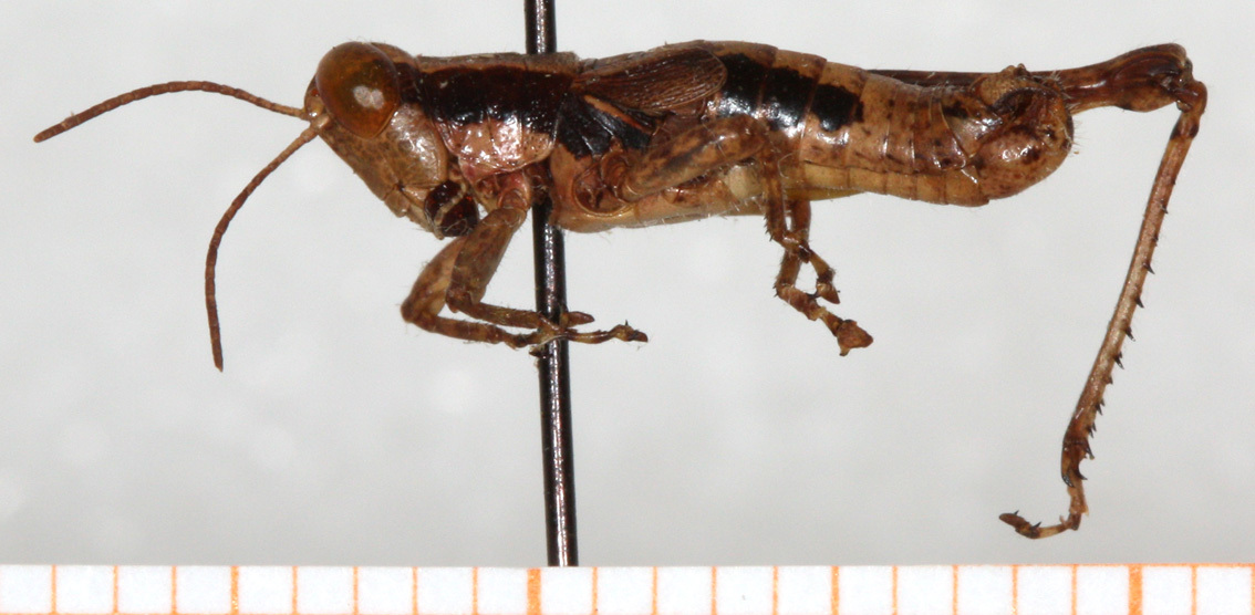 CollectionObject 1499445; 72fbbf5e-92d3-410f-b5ca-684b2d284cc0: male, lateral view (holotype). (CollectionObject).