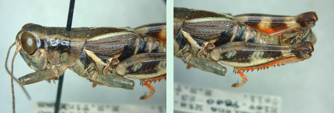 Melanoplus franciscanus Scudder, 1899: male. (Otu).