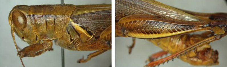 Melanoplus furcatus Scudder, 1897: male. (Otu).