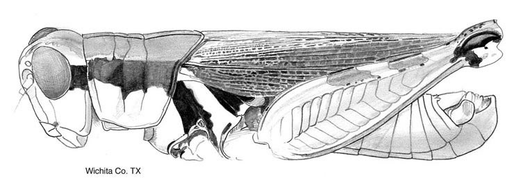 Melanoplus glaucipes (Scudder, 1875): male. (Otu).