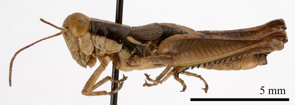 CollectionObject 1575347; be38e44b-3229-4537-afbc-2a8f7c567708: male, lateral view (paratype). (CollectionObject).