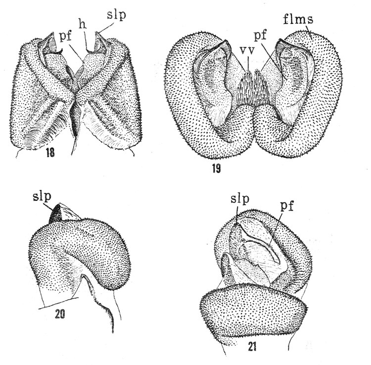 Melanoplus harperi Gurney & Buxton, 1965: male genitalia. (Otu).