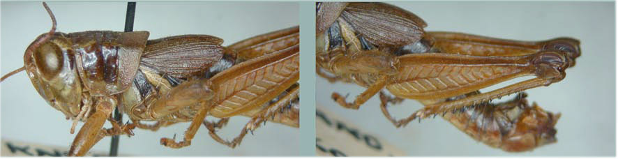 Melanoplus hupah Strohecker & Helfer, 1963: male. (Otu).