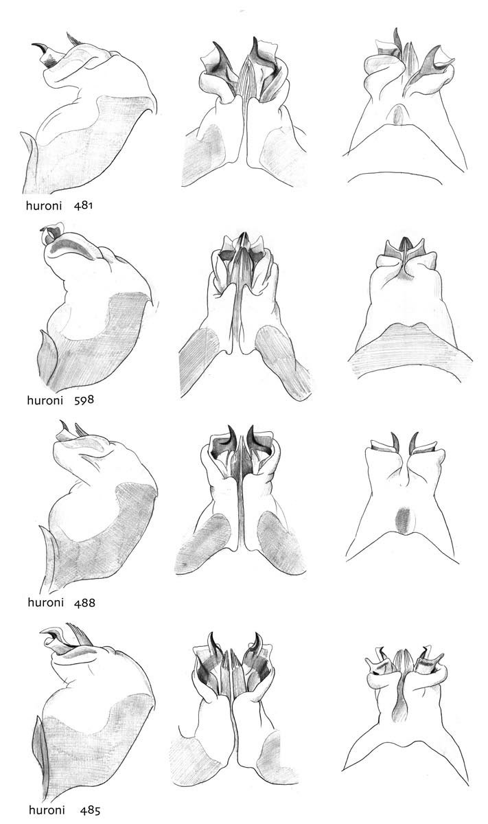 Melanoplus huroni Blatchley, 1898: male genitalia. (Otu).