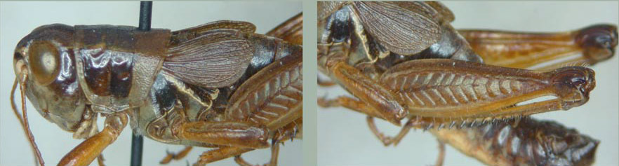 Melanoplus immunis Scudder, 1899: male. (Otu).