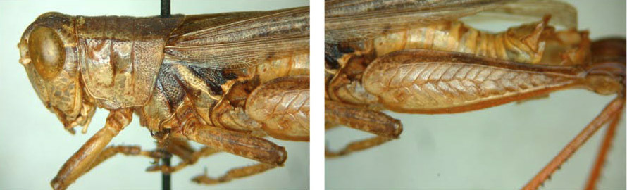 Melanoplus impudicus Scudder, 1897: male. (Otu).