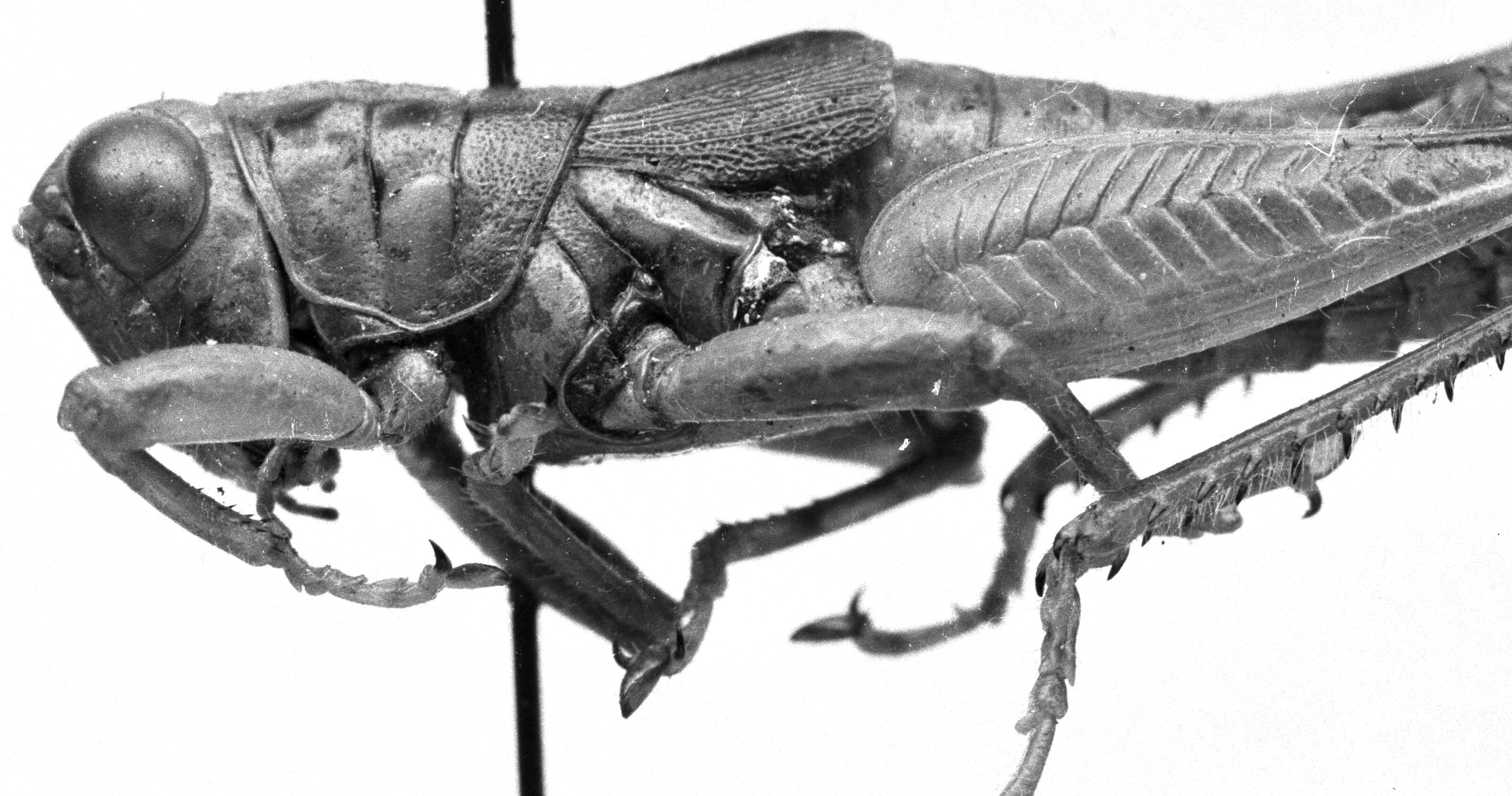 CollectionObject 1542476; ddd89657-0809-4057-9c32-305fb4df5277: Image Carbonell, C.S. Male habitus, lateral view (unspecified type). (CollectionObject).