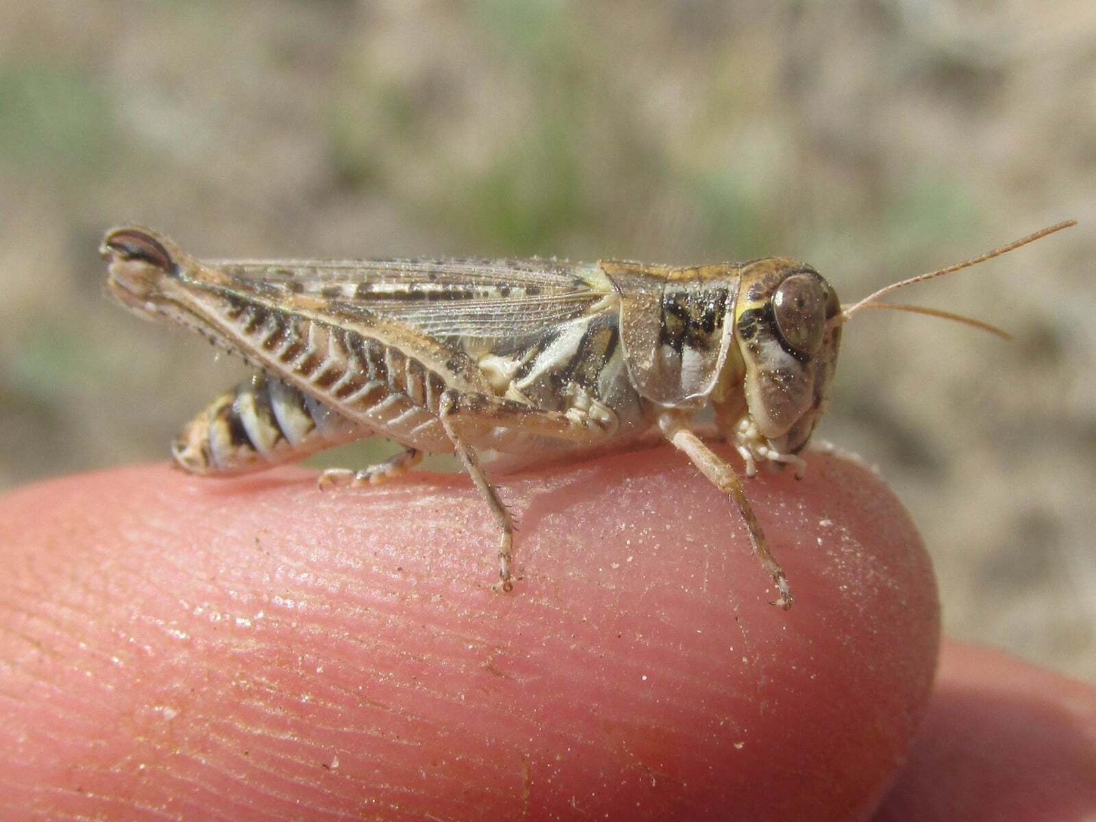 Melanoplus infantilis Scudder, 1878: female (Pleasant Ridge Road, about 4 miles north of Harrison, Nebraska, 19 July 2020). (Otu).
