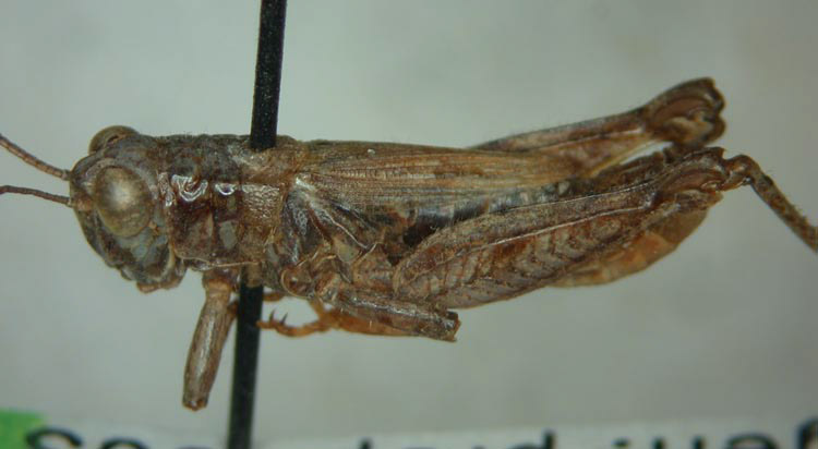 Melanoplus lanthanus Hewitt & Skoog, 1970: male. (Otu).