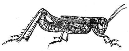 Melanoplus latifercula Caudell, 1903: Fig. 4. male habitus (body length 16 mm, antennae 6.5 mm, pronotum 4 mm, tegmina 5 mm, hind femora 9.5 mm). (Otu).