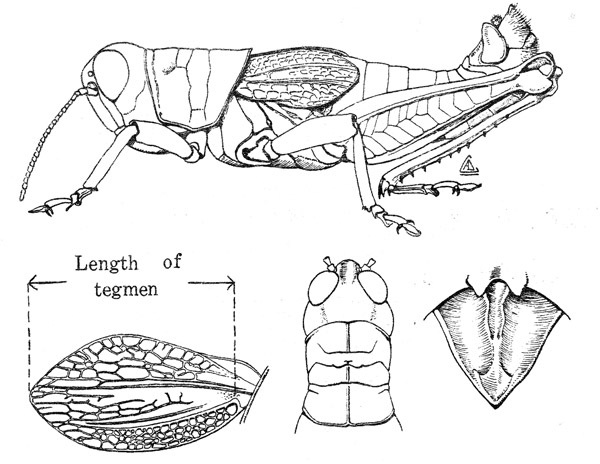 Melanoplus lithophilus Gurney & Buxton, 1965: male. (Otu).