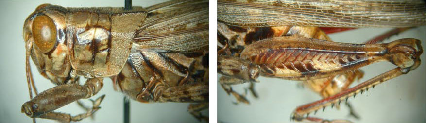 Melanoplus macclungi Rehn, 1946: (Otu).