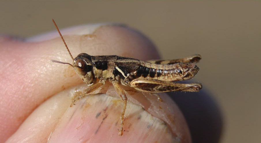 Melanoplus microtatus Hebard, 1919: male. (Otu).