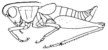 Melanoplus mirus Rehn & Hebard, 1916: Fig. 134 b (after R. & H.). lateral outline of male (body length 15.5-16.2 mm). (Otu).
