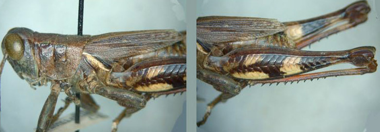 Melanoplus nigrescens (Scudder, 1877): male. (Otu).