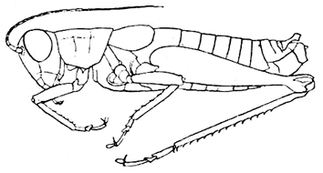 Melanoplus nubilus Rehn & Hebard, 1916: Fig. 129 a (after R. & H.). habitus. (Otu).