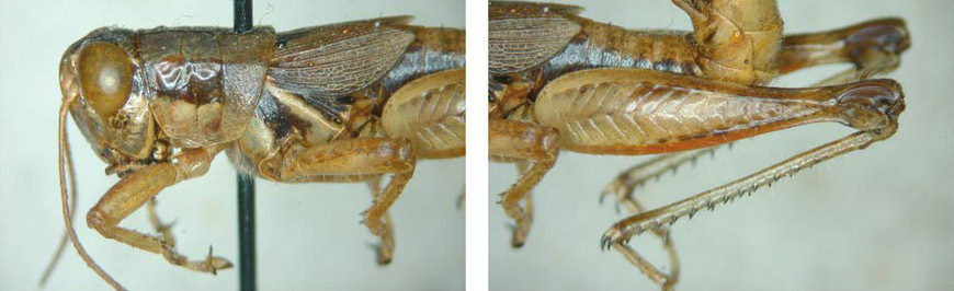 Melanoplus obespsolus Rentz & Weissman, 1981: male. (Otu).