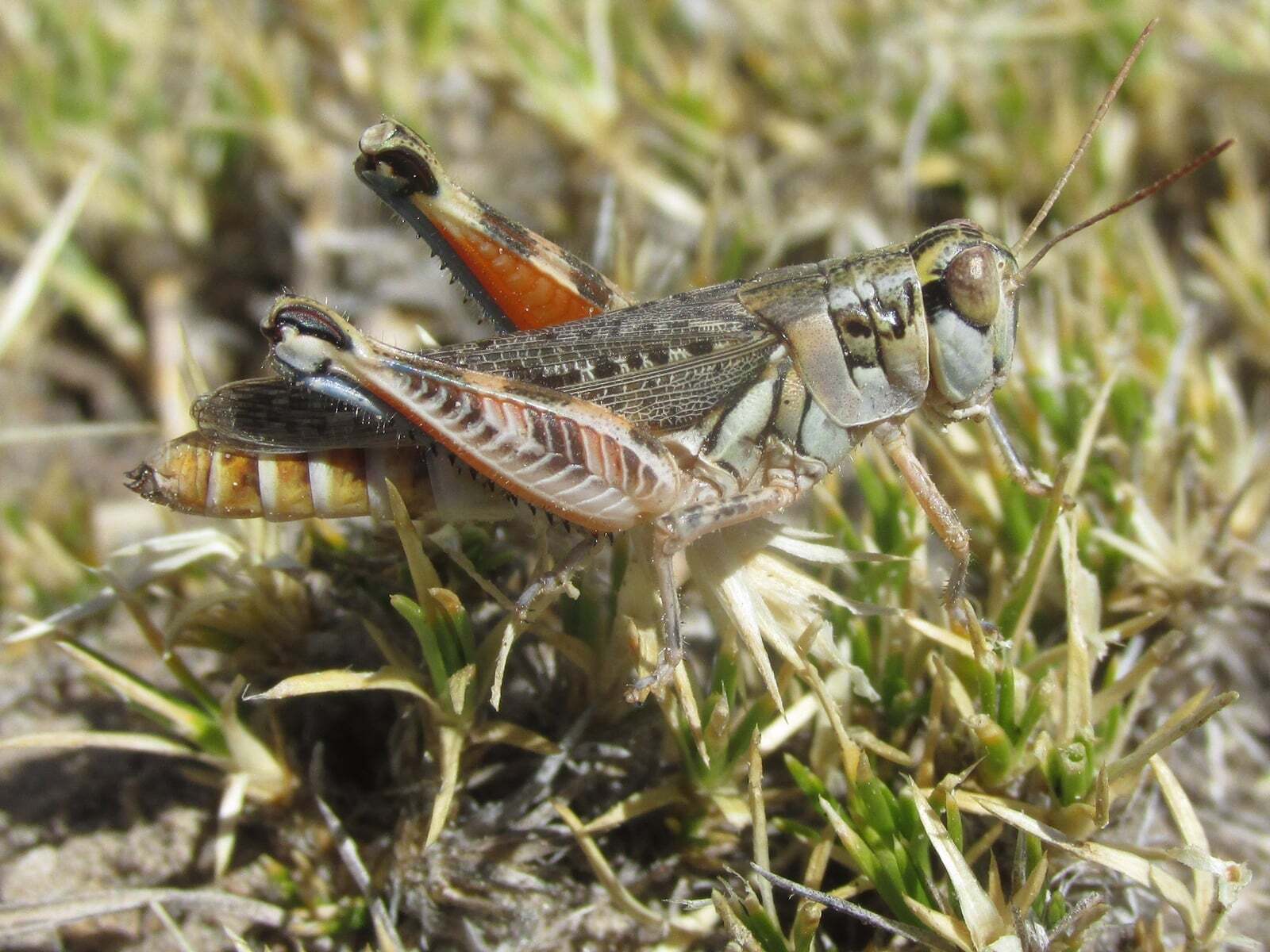 Melanoplus occidentalis (Thomas, 1872): female (about 13 miles north of Scottsbluff, Nebraska, 6 July 2020). (Otu).