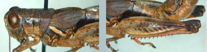 Melanoplus ostentus Gurney & Buxton, 1968: male. (Otu).