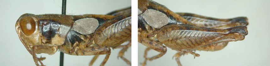 Melanoplus peninsularis Hubbell, 1932: male. (Otu).