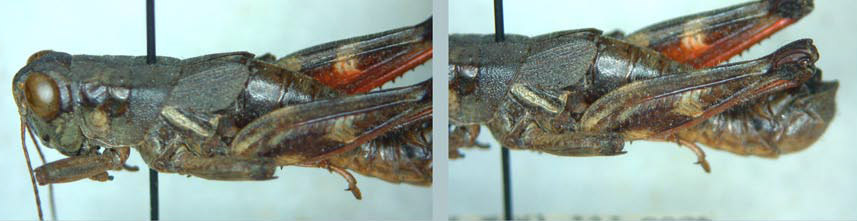 Melanoplus pinicola Fulton, 1930: male. (Otu).