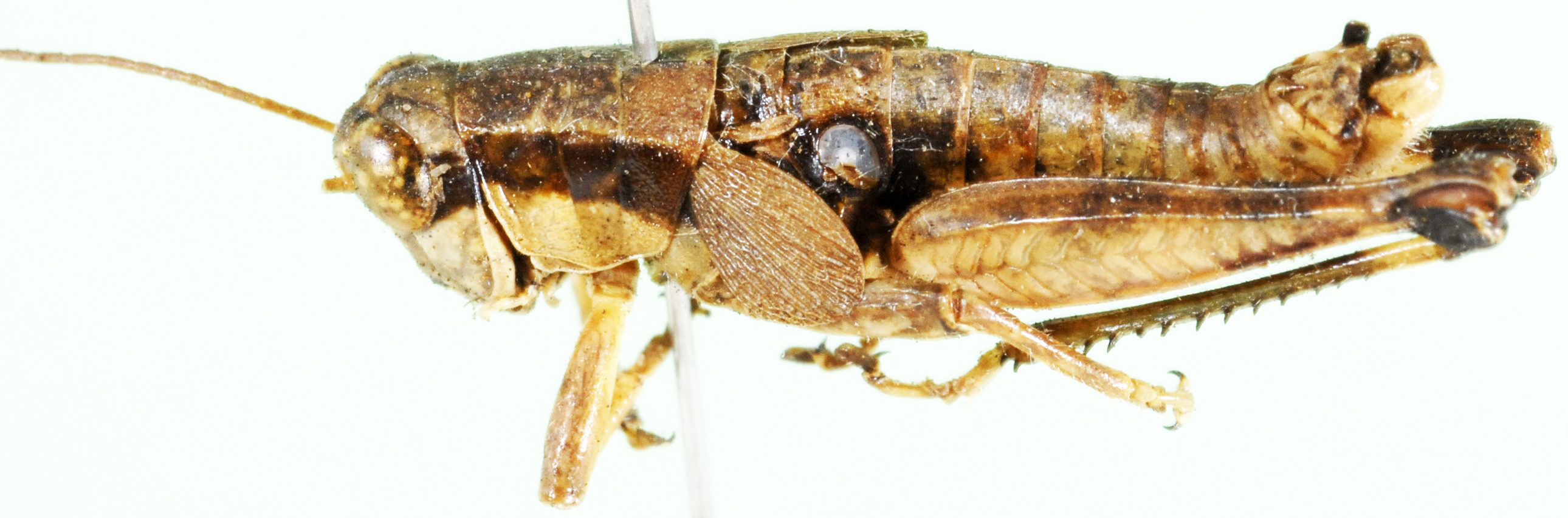 Melanoplus plebejus (Stål, 1878): male, lateral view. (Otu).