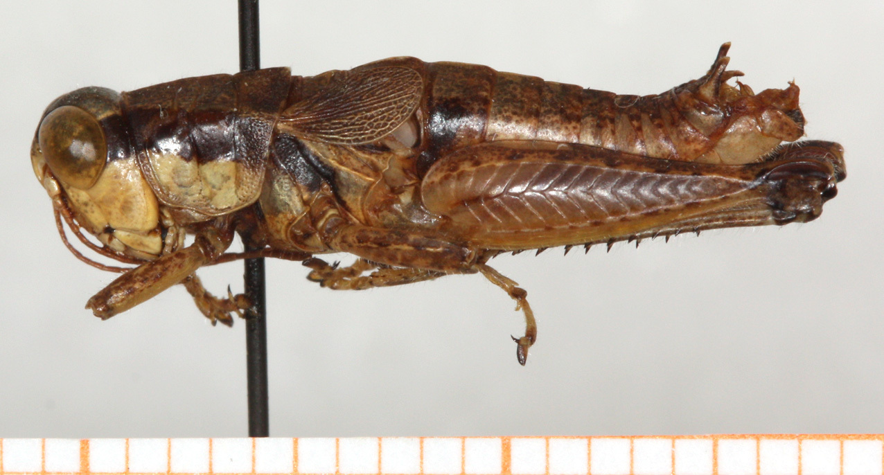 CollectionObject 1499446; 85121c5c-94f1-4c16-8f9f-22afaad14e59: male, lateral view (holotype). (CollectionObject).