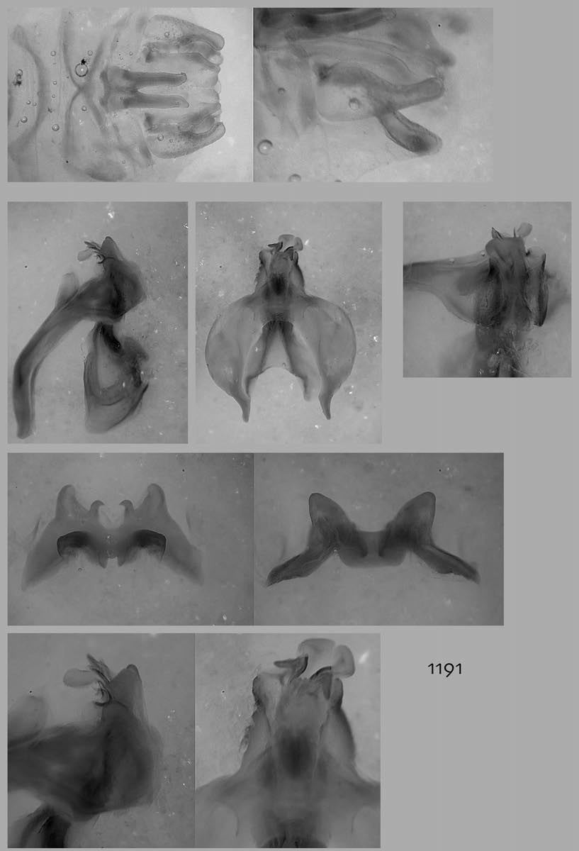 Melanoplus propinquus Scudder, 1897: male genitalia. (Otu).