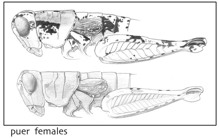 Melanoplus puer (Scudder, 1878): (Otu).