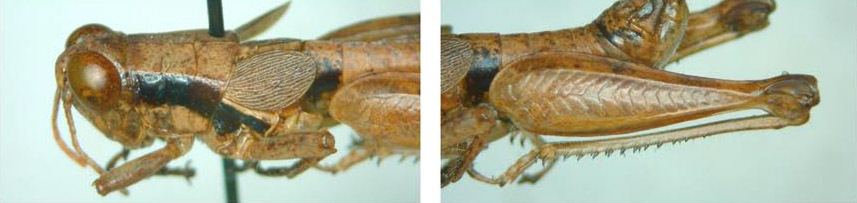 Melanoplus pygmaeus Davis, 1915: male. (Otu).