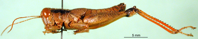 CollectionObject 1501943; 412d379a-8e42-4ce8-96a5-fb572bf344ab: male, lateral view (paratype). (CollectionObject).