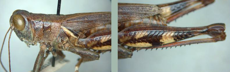 Melanoplus querneus Rehn & Hebard, 1916: male. (Otu).