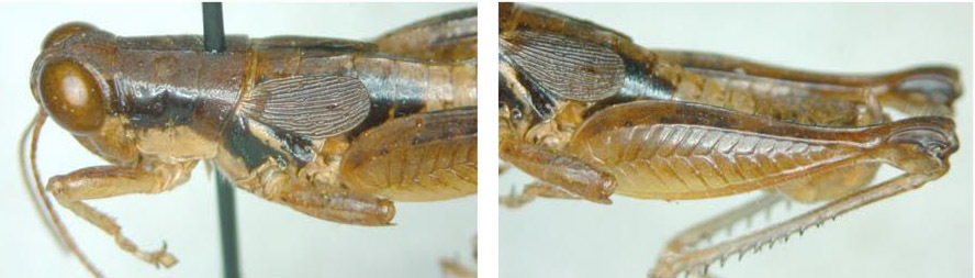 Melanoplus rotundipennis (Scudder, 1878): male. (Otu).