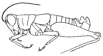Melanoplus scapularis Rehn & Hebard, 1916: Fig. 134 c (after R. & H.). lateral outline of male. (Otu).