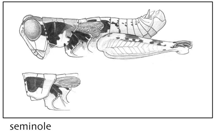 Melanoplus seminole Hubbell, 1932: (Otu).;Melanoplus seminole Hubbell, 1932: (Otu).