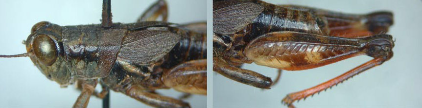 Melanoplus siskiyou Strohecker, 1963: male. (Otu).