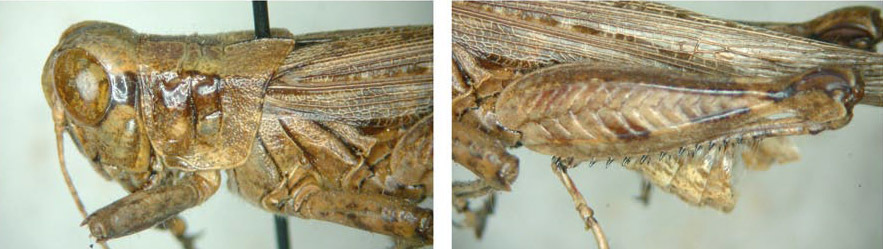 Melanoplus splendidus Hebard, 1920: male. (Otu).