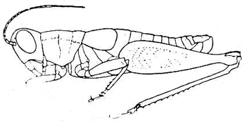 Melanoplus stegocercus Rehn & Hebard, 1916: Fig. 134 a (after R. & H.). lateral outline of male (body length 15-17.5 mm). (Otu).