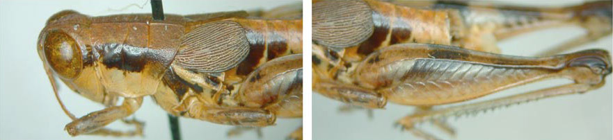 Melanoplus strumosus Morse, 1904: male. (Otu).