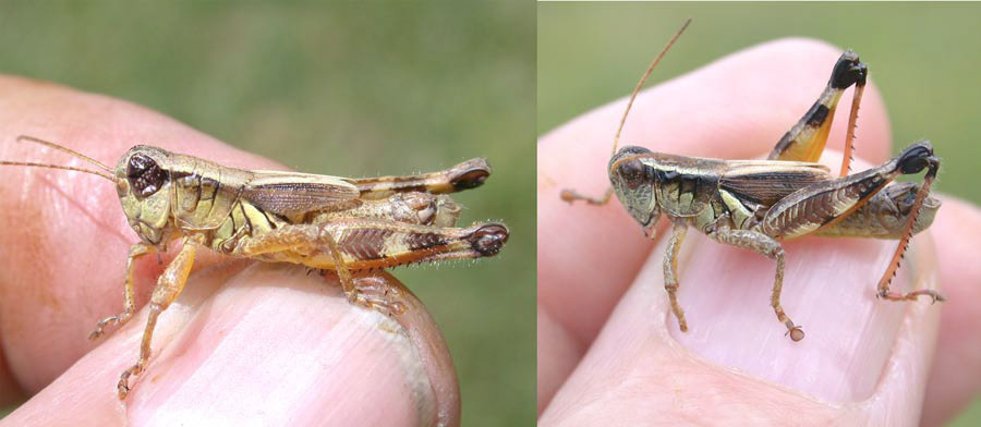 Melanoplus sylvestris Morse, 1904: (Otu).