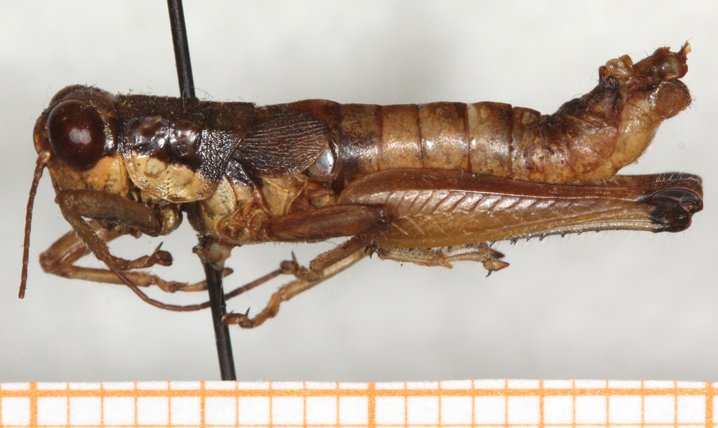 CollectionObject 1499448; a0b13179-d4fd-46ef-b903-402b582b8698: male, lateral view (holotype). (CollectionObject).