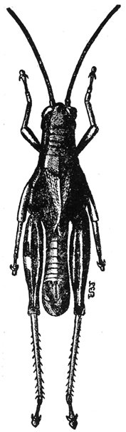 Melanoplus walshii Scudder, 1897: Fig. 140 (after Lugger). male (body length 19-25 mm). (Otu).