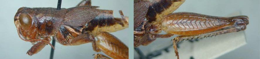 Melanoplus wintunus Strohecker & Helfer, 1963: male. (Otu).