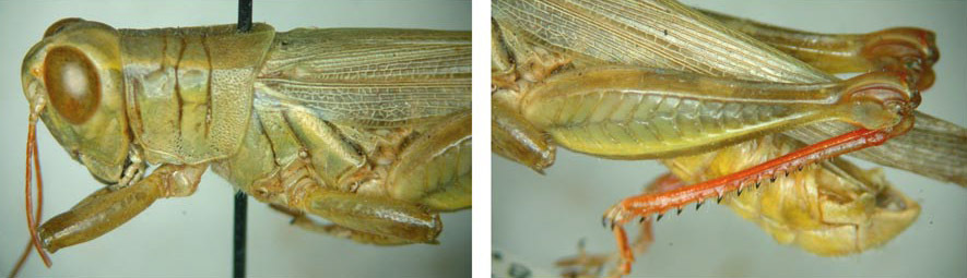 Melanoplus yarrowii (Thomas, 1875): male. (Otu).
