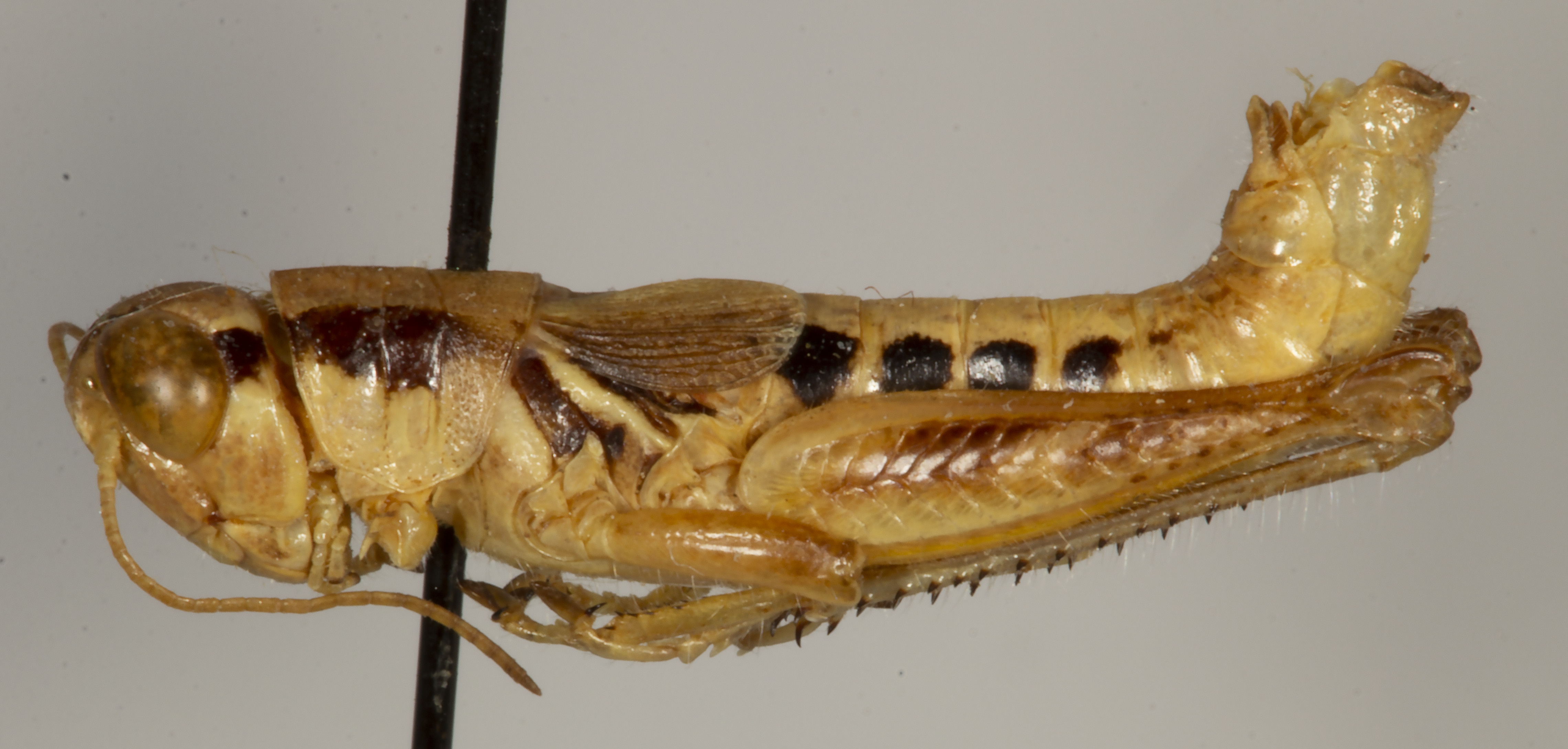 CollectionObject 1527177; 94f70f79-77ff-49cd-9744-a1c5ce860b17: male, lateral view (holotype). (CollectionObject).