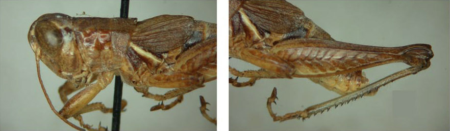Melanoplus fricki Strohecker, 1960: male. (Otu).