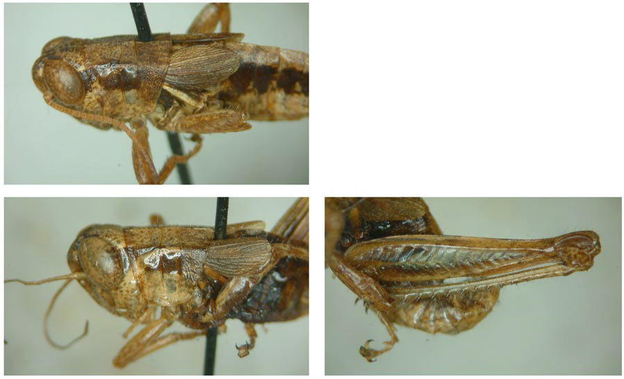 Melanoplus fultoni Hebard, 1922: (Otu).